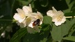 Close up of bumblebee picking nectar from jasmine blossoms