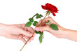 Foto: Man's hand giving a rose isolated on white Man's hand giving a rose isolated on white