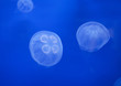 Medusas