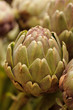 Photo: Artichoke Artichoke