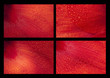 Photo: Amarillys petals composition.Spring rain drops.Composition Amarillys petals composition.Spring rain drops.Composition