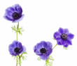 Photo: Composicion floral con anemonas purpura. Composicion floral con anemonas purpura.