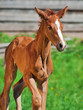 running little chestnut foal of sportive breed
