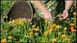 cogiendo flor para productos ecologicos