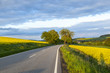 Photo: street with rape field under blue sky street with rape field under blue sky