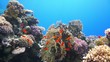 Coral and fish in the Red Sea, Egypt