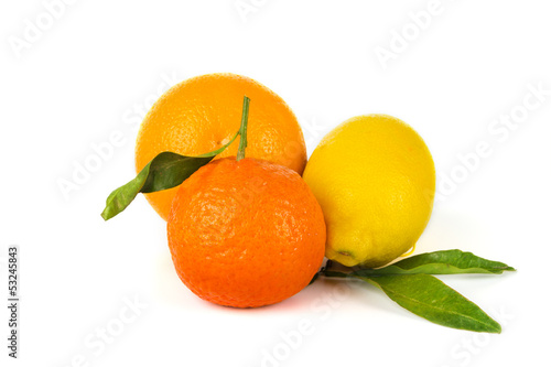 Photo: Citrus fruits Citrus fruits