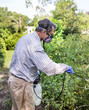 Man Spraying Insect Infested Tomato Plants in Garden