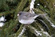 Junco On A Branch