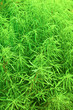 Bush of green grass background