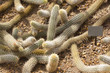 Creeping Devil Cactus