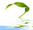 leaf with reflection
