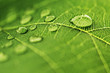 Water drop on green leaf