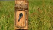 Video: Eastern Bluebirds Feeding Babies Eastern Bluebirds Feeding Babies