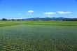 風吹く原田