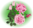 Vector: pink rose bouquet on green pink rose bouquet on green