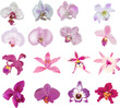 Vector: set of sixteen isolated pink orchids set of sixteen isolated pink orchids
