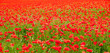 poppies
