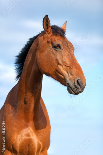 Photo: Portrait of beautiful bay horse, 6 years old Portrait of beautiful bay horse, 6 years old