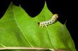 Caterpillar crawling on oak leaf