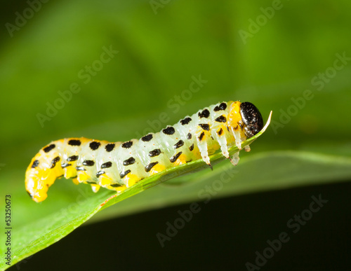Photo: Macro of caterpillar attached to oak leaf Macro of caterpillar attached to oak leaf