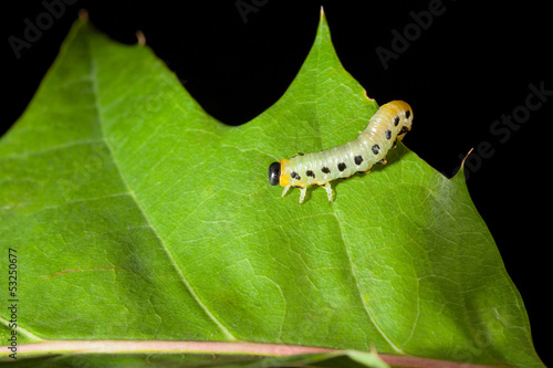 Photo: Caterpillar crawling on oak leaf Caterpillar crawling on oak leaf