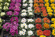 canvas print picture - Verschiedenfarbige Primeln am Markt
