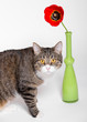 Cat and red Tulip