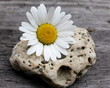 marguerite pâquerette sur un rocher