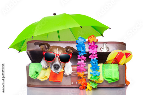 Photo: summer holiday dog summer holiday dog