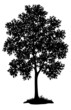 Maple tree and grass, silhouette