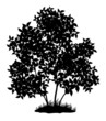 Lilac tree and grass, silhouette