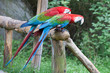 papagei