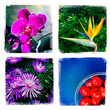 canvas print picture - Smartphoneography - Flora