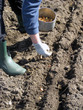 Plant onions 2