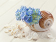 Photo: Hortensia flowers Hortensia flowers