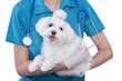 Small cute Maltese in the hands of a veterinarian