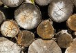 Photo: pile de bois, gîte à insectes auxiliaires, abeilles, guêpes ... pile de bois, gîte à insectes auxiliaires, abeilles, guêpes ...
