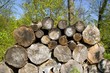 pile de bois, gîte à insectes auxiliaires, abeilles, guêpes ...