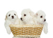 three puppies in a basket. isolated on white background