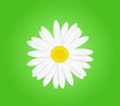 Daisy Flower