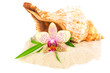 Seashell, bamboo and orchid on the sand
