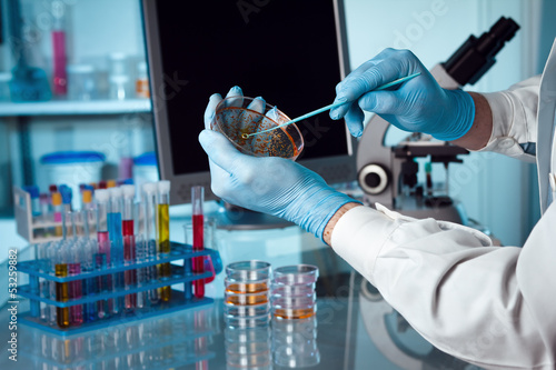 Photo: studying petri dish studying petri dish