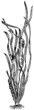 Tape grass (Vallisneria spiralis)
