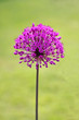 Allium