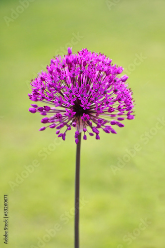 Photo: Allium Allium