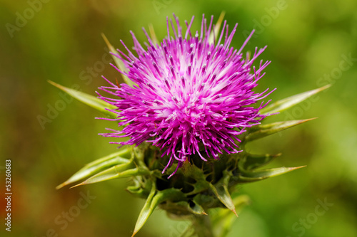 Photo: violet thistle flower on poppy field violet thistle flower on poppy field