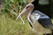Marabou holding a twig in its beak