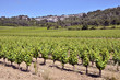 Vine near of Narbonne in France