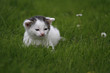 Katzenbaby im Gras